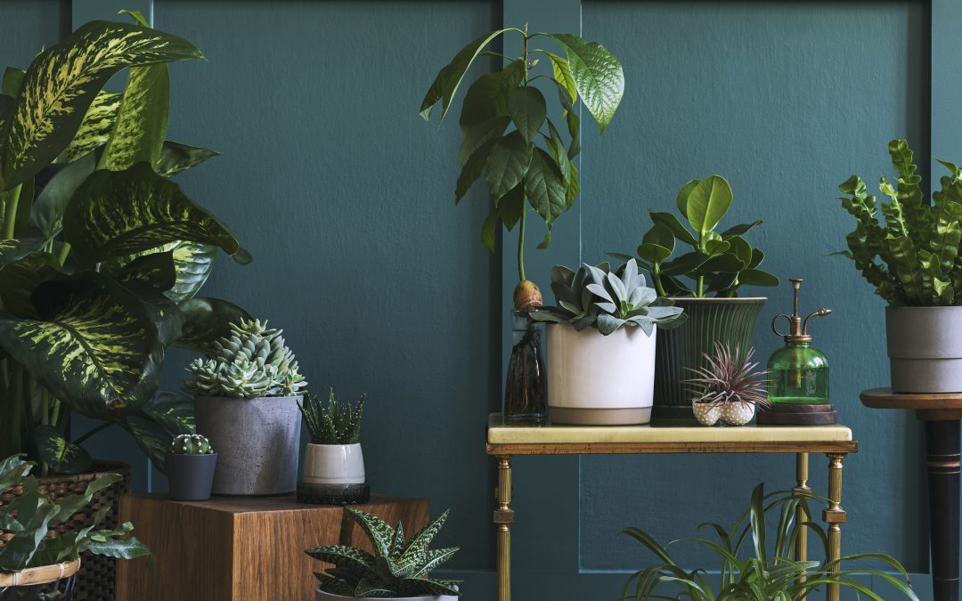 How to Maintain Healthy Indoor Air Quality During a Colorado Summer